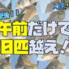 半日で30匹以上釣り上げたのであーる！